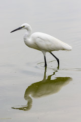 Egret
