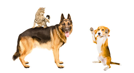 German shepherd, cat and Beagle dog playing together