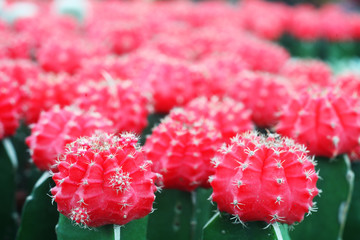 colorful cactus.