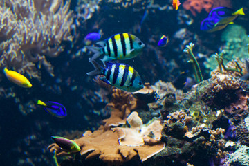 Fototapeta na wymiar underwater background. Underwater photo