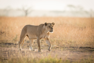 One African Lioness hunting in the Serengeti, Tanzania