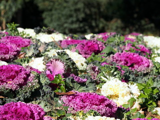 Obraz premium Brassica oleracea - kapusta ozdobna, oramentalna. Zdjęcie zrobione w Parc de la Ciutadella, Barcelona, Hiszpania.