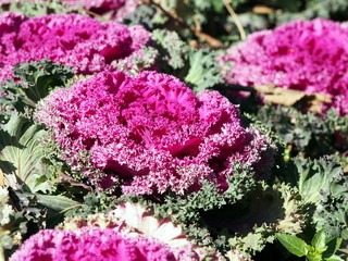 Brassica oleracea - decorative, oramental cabbage. Photo taken in Parc de la Ciutadella, Barcelona, Spain. 