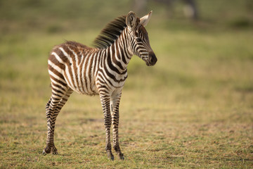 Obraz na płótnie Canvas A Baby Plains Zebra in Amboseli, Kenya