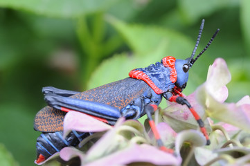 Foam Grasshopper. Pyrgomorphidae. The bright colours are warning to predators that they are evil tasting and foul smelling.