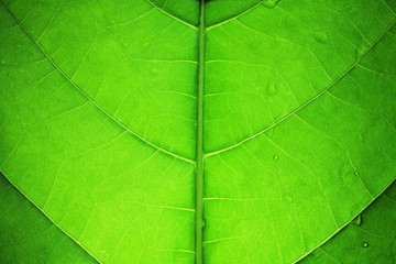Fototapeta na wymiar Green leaf texture.