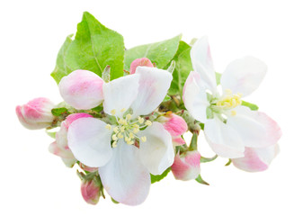 Naklejka premium Apple tree blossom