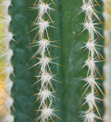 Macro cactus in botanic garden.