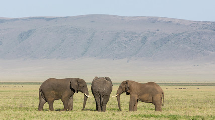 Fototapeta premium Three Bull Elephants in the Ngorongoro Crater, Tanzania