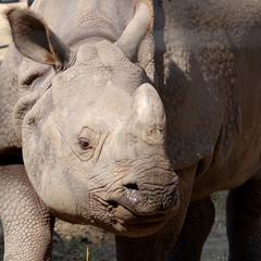 Gray rhinoceros in captivity in hot summer