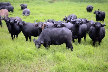 Foto op Canvas water buffalo in a field. © sakhorn38