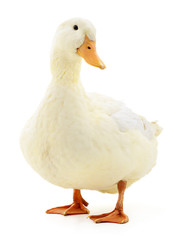 White duck on white. - 102014141
