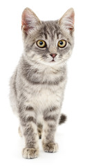 Kitten on a white background