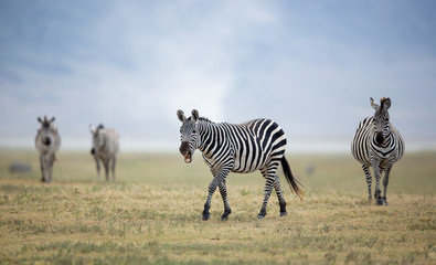 Fototapeta na wymiar Adult Plains Zebra in the Ngorongoro Crater, Tanzania