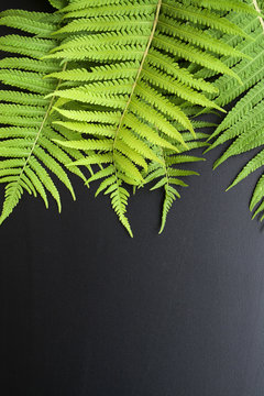 Green fern leaves on a dark background
