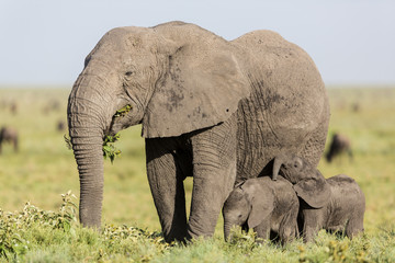 Adult female Elephant feeding with her twin babies, Serengeti, Tanzania