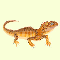 Naklejka premium tuatara lizard 