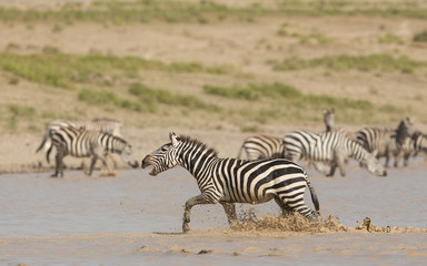 Fototapeta na wymiar Male Zebra running through water, calling, Serengeti, Tanzania