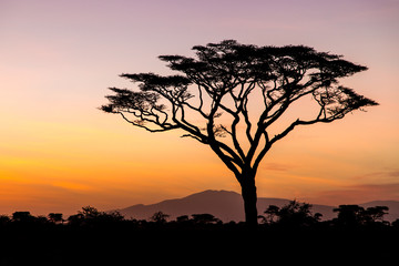 Fototapeta na wymiar Sunrise in the Serengeti, Tanzania