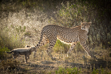Female Cheetah with one cub, Ndutu, Serengeti, Tanzania