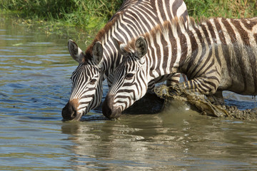 Fototapeta na wymiar Plains, Zebra drinking from the Seronera River, Serengeti, Tanzania