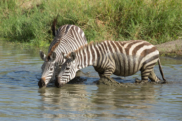 Fototapeta na wymiar Two Plains Zebra drinking water in the Serengeti, Tanzania