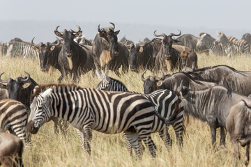 Fototapeta na wymiar Migration herd of Wildebeest and Zebra in the Serengeti, Tanzania