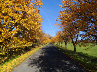 road in the autumn