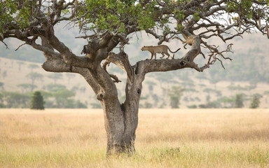 One African Leopard in a sausage tree in the Serengeti, Tanzania