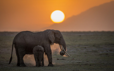 Fototapeta na wymiar Female Elephant with youngster at sunset in Amboseli National Park in Kenya