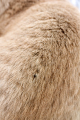 Red-haired cat hair, close-up. Background