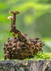 Ohrlöffelstacheling