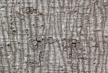 Details of silk cotton tree trunk bark 