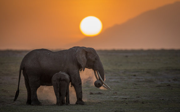 Fototapeta Female Elephant with youngster at sunset in Amboseli National Park in Kenya