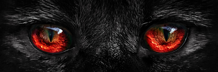 Fototapeta premium kudłaty potwór czerwone oczy zbliżenie