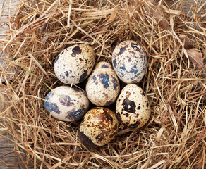 Naklejka na ściany i meble Quails eggs in nest