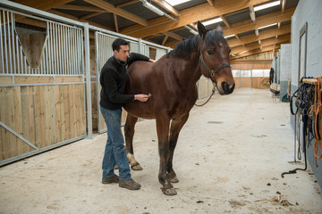 cheval de saut d'obstacles de concours; examen vétérianire avant la compétition.