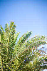 Tropical copy space background.