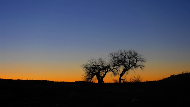 Beautiful trees on the prairie at Sunrise. 4K Slow Zoom In.