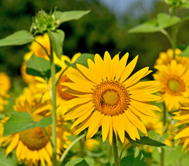 sunflowers: color of summer :)