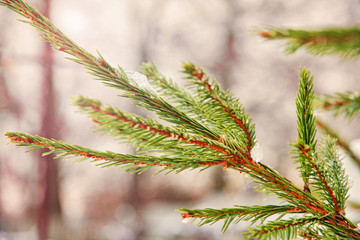 Winter spruce branch.Toned image.