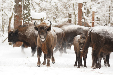 European bisons family in winter forest © alexeyborodin
