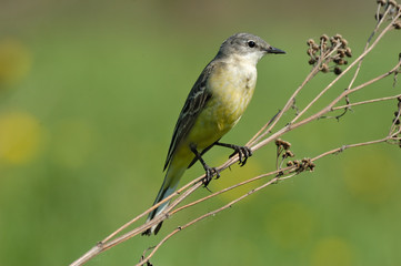 Perching female Yellow Wagtail