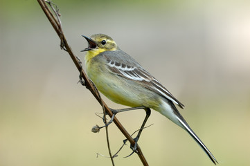 Crying Citrine wagtail