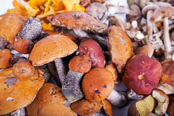 Collection of delicious edible mushrooms