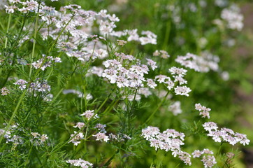 Gewürzpflanze Koriander (Coriandrum sativum)