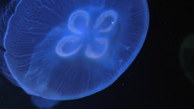 Close up of very slow gentle movement of glowing blue jellyfish 
