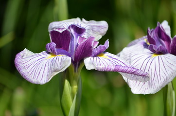 Sibirische Schwertlilie (Iris sibirica)