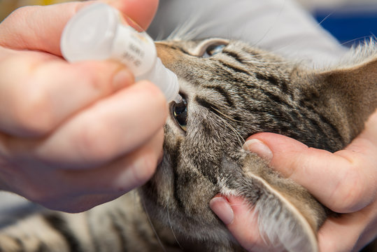Ophtalmologie vétérinaire, il est possible de traiter et ainsi préserver les yeux des animaux domestique.
