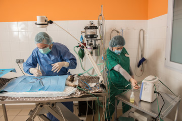Le vétérinaire chirurgien opère une chatte, ablation chirurgicale de ovaires..Un matériel de laboratoire chirurgicale, une anesthésie générale. - obrazy, fototapety, plakaty